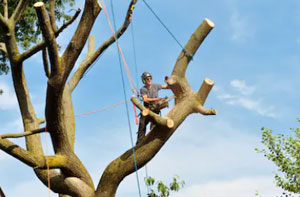 Tree Surgery Laindon