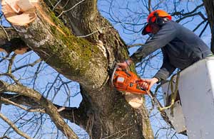 Tree Surgery Calstock