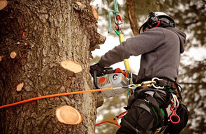 Tree Surgery Frognal