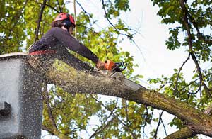 Tree Surgery Chelmsford
