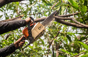 Tree Surgery Caterham-on-the-Hill