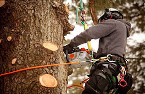 Tree Surgery Trowse